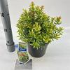 Pieris jap. Little Goldy Pot 3 liter 20-25cm 