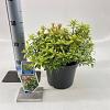 Pieris jap. Little Goldy Pot 3 liter 20-25cm 