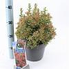 Pieris jap. 'Little Heath' Pot 5 Liter 30 - 40 cm