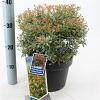 Pieris jap. 'Little Heath' Pot 5 Liter 30 - 40 cm