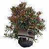 Pieris jap. 'Little Heath' Pot 3 liter 25-30cm