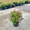 Pieris jap. 'Passion' Pot 3 liter 20-25cm 