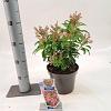 Pieris jap. 'Passion' Pot 3 liter 20-25cm 