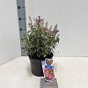 Pieris jap. 'Passion' Pot 3 liter 20-25cm 