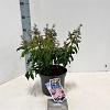 Pieris jap. Pink Passion Pot 3 liter 20-25cm 
