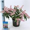 Pieris jap. Pink Passion Pot 3 liter 20-25cm 