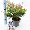 Pieris jap. Pink Passion Pot 3 liter 20-25cm 