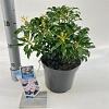 Pieris jap. Pink Passion Pot 3 liter 20-25cm 