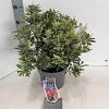 Pieris jap. Polar Passion Pot 5 Liter 30 - 40 cm