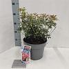 Pieris jap. Polar Passion Pot 5 Liter 30 - 40 cm