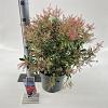 Pieris jap. Polar Passion Pot 5 Liter 30 - 40 cm