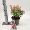 Pieris jap. Polar Passion Pot 3 liter 25-30cm