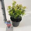 Pieris jap. Polar Passion Pot 3 liter 25-30cm