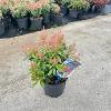 Pieris jap. Polar Passion Pot 3 liter 25-30cm