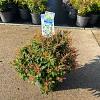 Pieris jap. 'Purity' Pot 3 liter 25-30cm