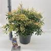 Pieris jap. Ralto Rose Pot 5 Liter 40 - 50 cm