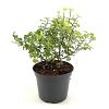 Pittosporum ten. 'Abbotsbury Gold' Pot 2 Liter 20 - 30 cm
