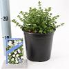 Prostanthera cuneata Pot 2 Liter 20 - 30 cm