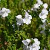 Prostanthera cuneata Pot 2 Liter 20 - 30 cm