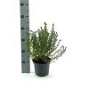 Prostanthera cuneata Pot 2 Liter 20 - 30 cm