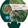 Origanum laevigatum 'Herrenhausen' Pot 9 cm