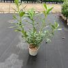 Prunus l. 'Caucasica' Pot 3 Liter 60 - 80 cm