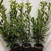 Prunus l. 'Caucasica' Pot 7,5 Liter 100 - 125 cm