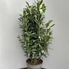 Prunus l. Elly Pot 15 liter 80 - 100 cm