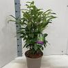 Prunus l. Genolia Pot 5 Liter 50 - 60 cm