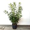 Prunus l. 'Novita' Pot 15 liter 100 - 125 cm