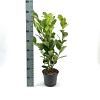 Prunus l. 'Rotundifolia' Pot 3 Liter 40 - 50 cm