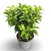 Prunus lusitanica 'Brenelia' Pot 4 Liter 40 - 60 cm