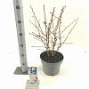 Prunus nipponica 'Brillant' Pot 5 Liter 50 - 60 cm