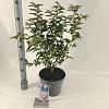 Prunus nipponica 'Brillant' Pot 5 Liter 50 - 60 cm