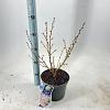 Prunus nipponica 'Brillant' Pot 3 Liter 30 - 40 cm
