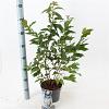 Prunus nipponica 'Brillant' Pot 3 Liter 30 - 40 cm