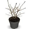 Prunus nipponica 'Brillant' Pot 4 Liter 40 - 60 cm