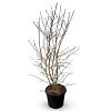 Prunus nipponica 'Brillant' Pot 35 Liter 150 - 175 cm