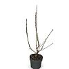 Prunus ser. 'Kanzan' Pot 4 Liter 60 - 80 cm