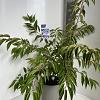 Prunus subh. 'Autumnalis' Pot 10 liter 50 - 60 cm