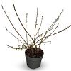 Prunus subh. 'Autumnalis Rosea' Pot 4 Liter 60 - 80 cm