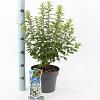 Prunus tomentosa Pot 5 Liter 30 - 40 cm