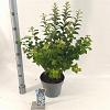 Prunus tomentosa Pot 5 Liter 30 - 40 cm