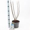 Prunus tomentosa Pot 3 Liter 30 - 40 cm