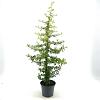 Pyracantha 'Golden Paradise' Pot 3 Liter 40 - 50 cm