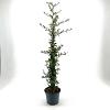 Pyracantha 'Soleil d'Or' Pot 3 Liter 60 - 80 cm