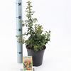 Pyracantha 'Teton' Pot 2 Liter30 - 40 cm