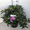 Rhododendron 'Alfred' Pot 20 liter 50 - 60 cm