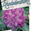 Rhododendron 'Alfred' Pot 20 liter 50 - 60 cm