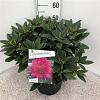 Rhododendron 'Anah Kruschke' Pot 10 liter